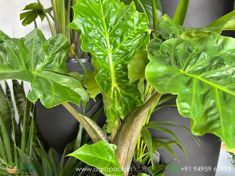 Alocasia-Portadora-Low-Rider1