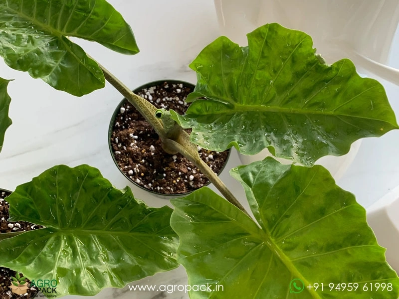 Alocasia-Portadora-Low-Rider2