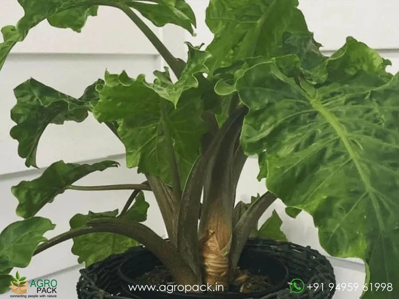 Alocasia-Portadora-Low-Rider3