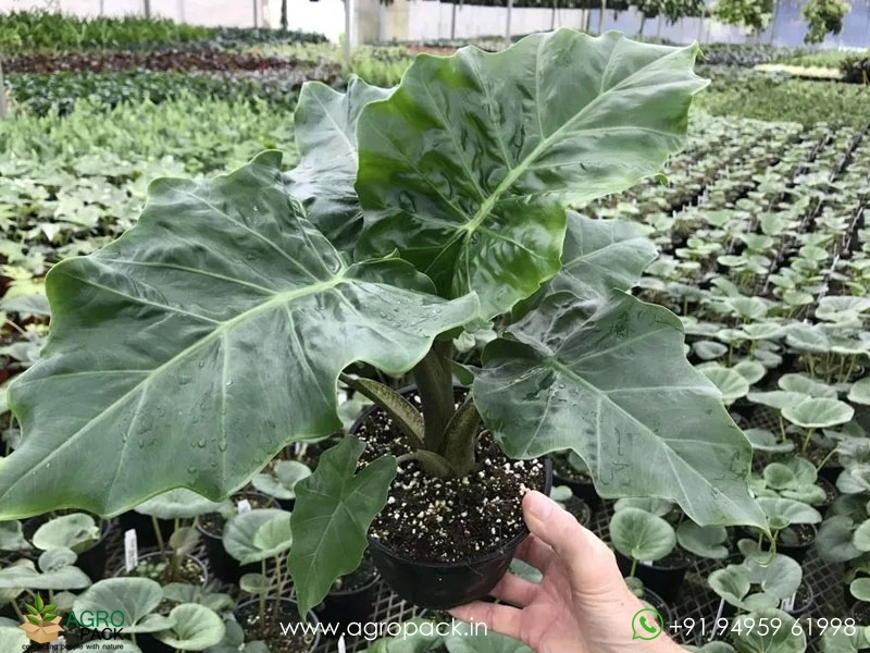 Alocasia-Portadora-Low-Rider4