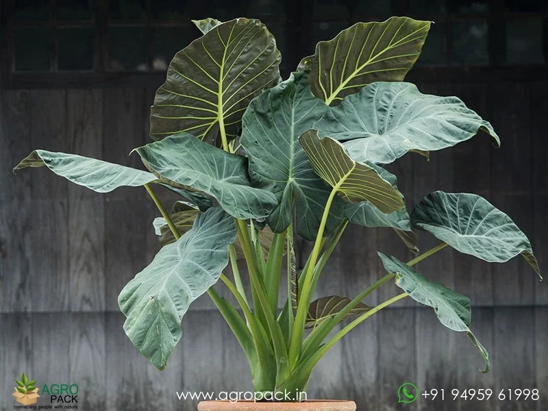 Alocasia-Regale-Shield1