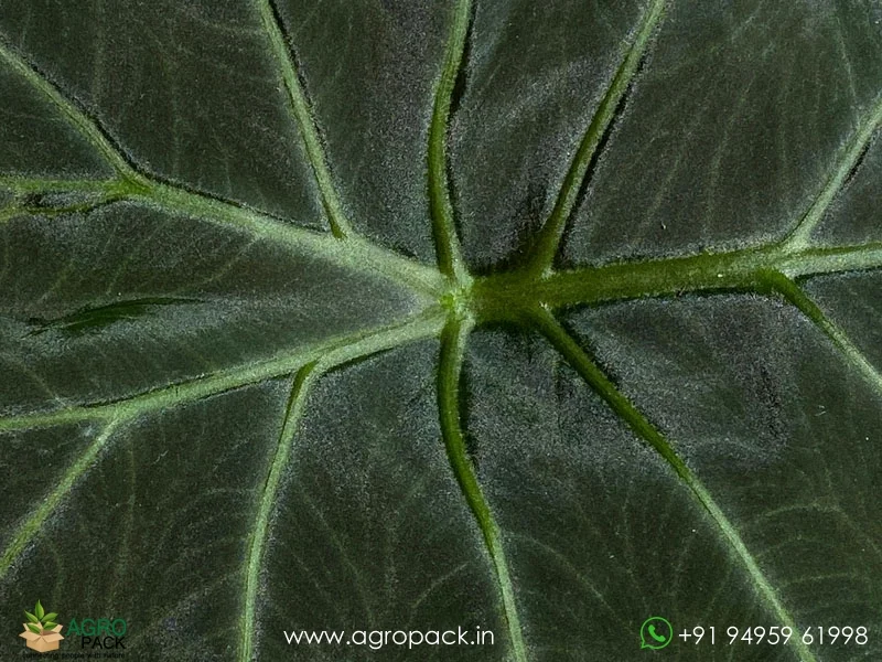 Alocasia-Regale-Shield2