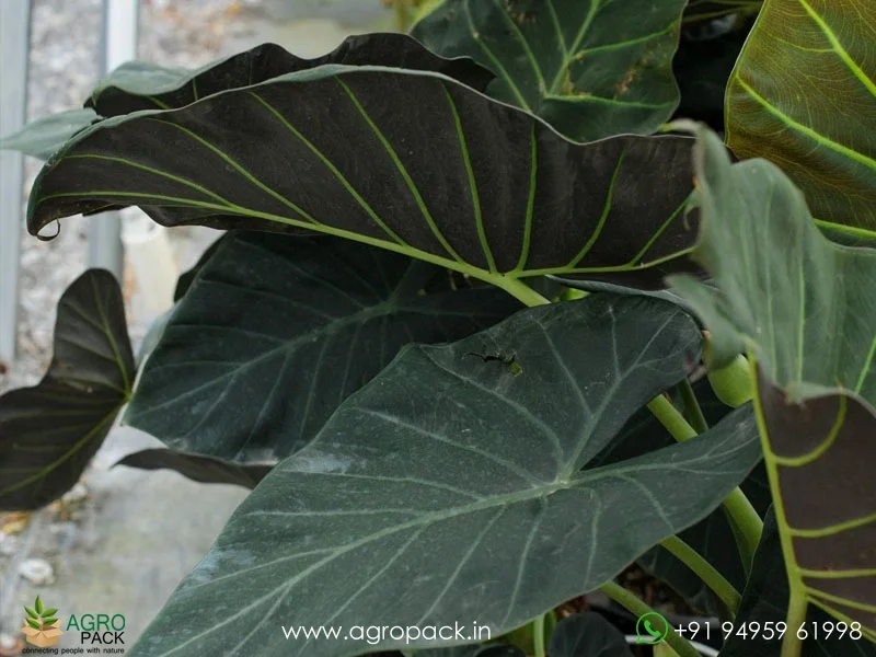 Alocasia-Regale-Shield3