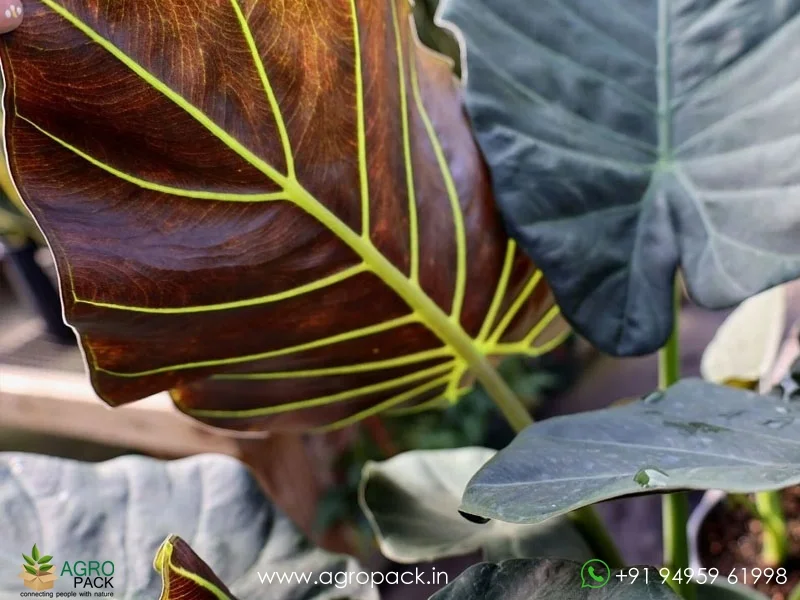 Alocasia-Regale-Shield4