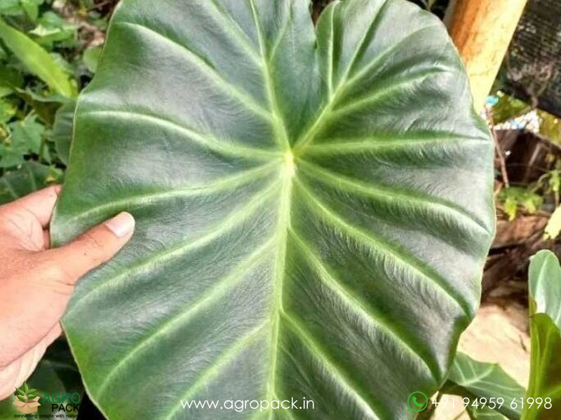 Alocasia-Remusatia1