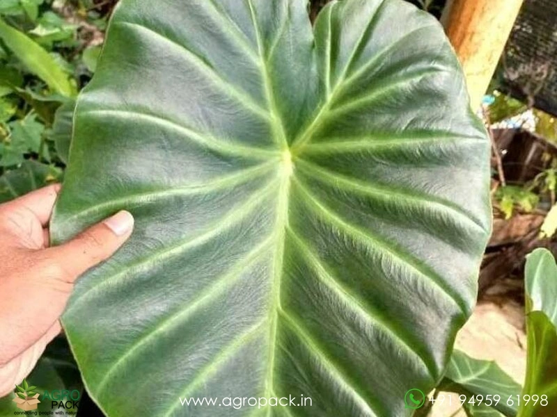 Alocasia-Remusatia1