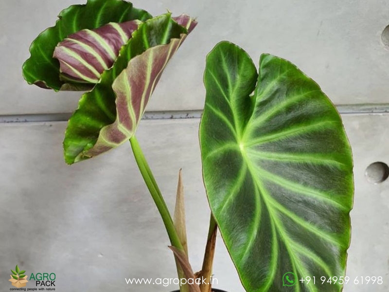 Alocasia-Remusatia2