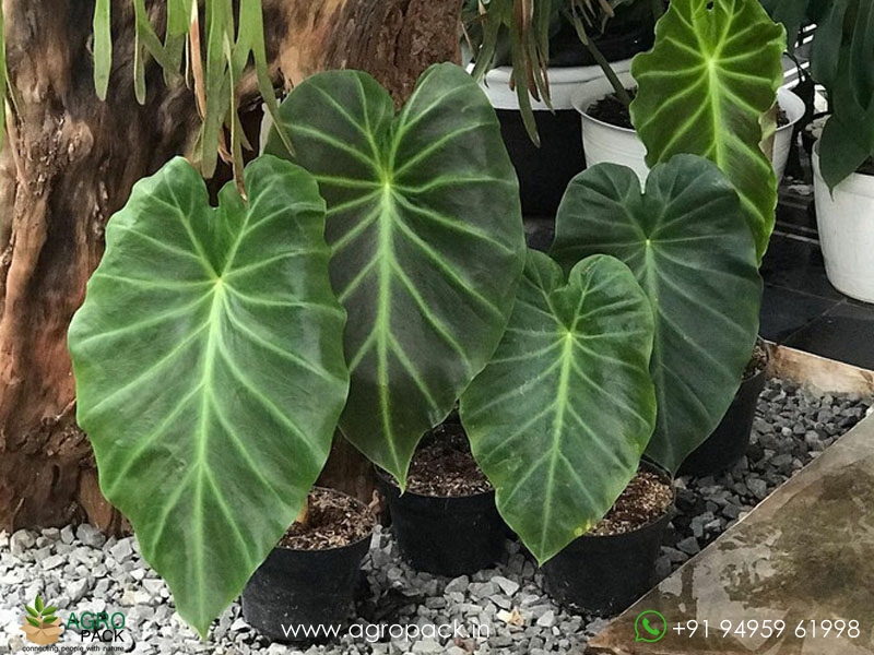 Alocasia-Remusatia3