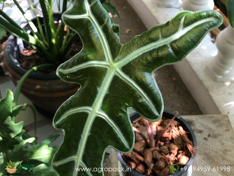 Alocasia-Sanderiana2