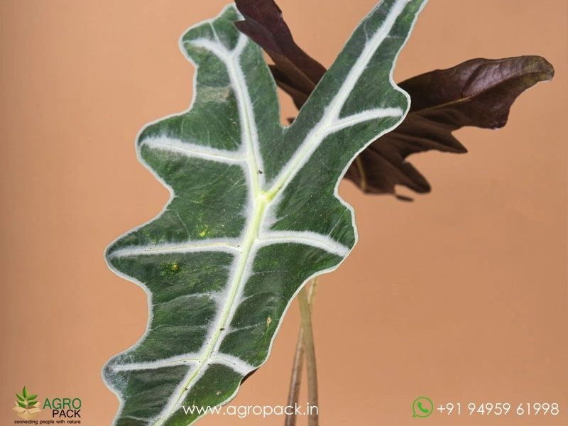 Alocasia-Sanderiana3
