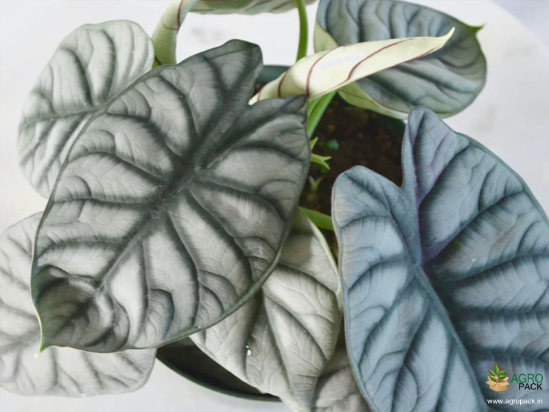 Alocasia-Silver-Dragon1