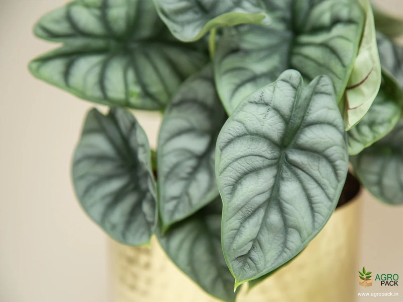 Alocasia-Silver-Dragon3