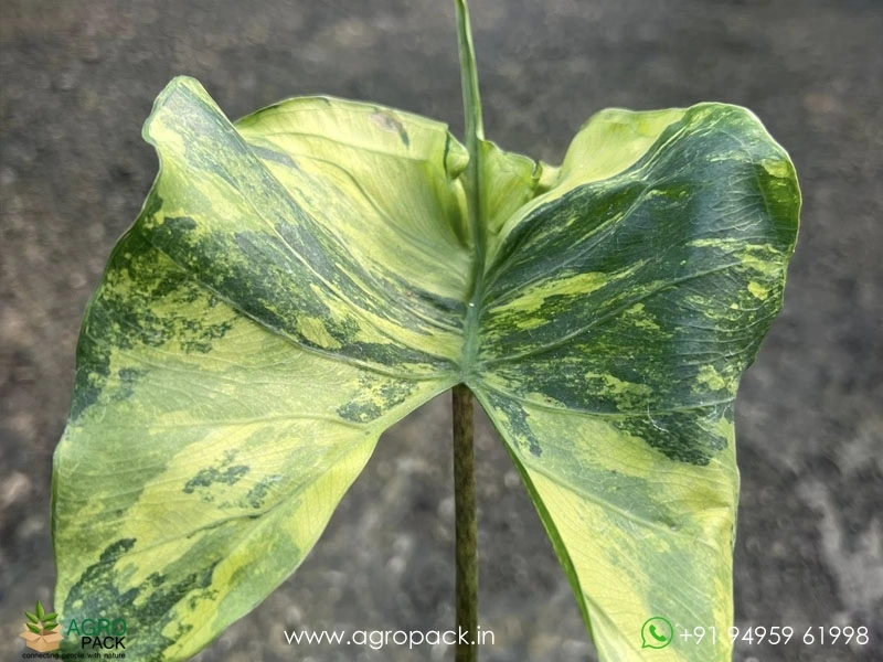 Alocasia Stingray Aurea Variegated Plant For Sale In India | Online plant  nursery