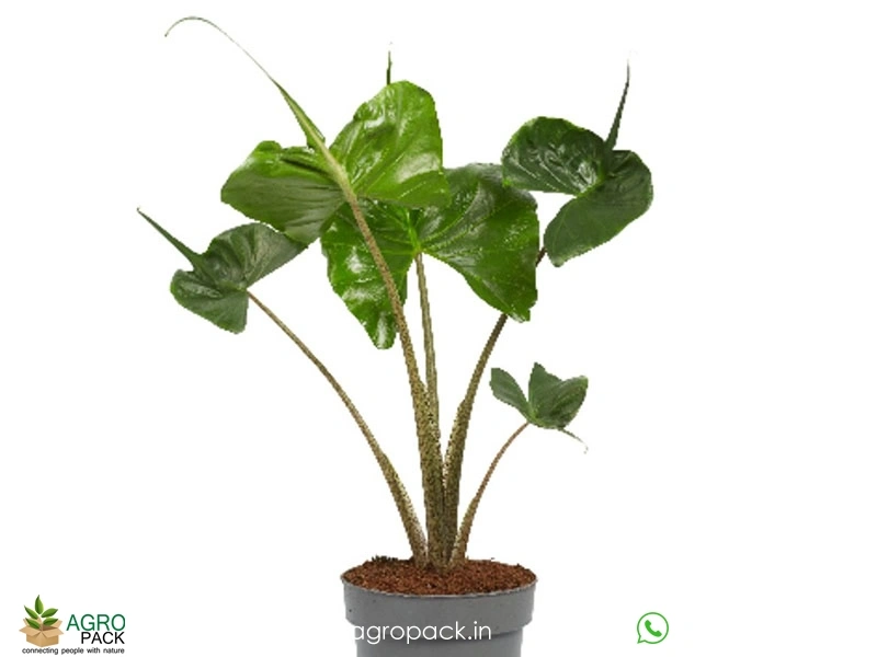 Alocasia-Stingray2