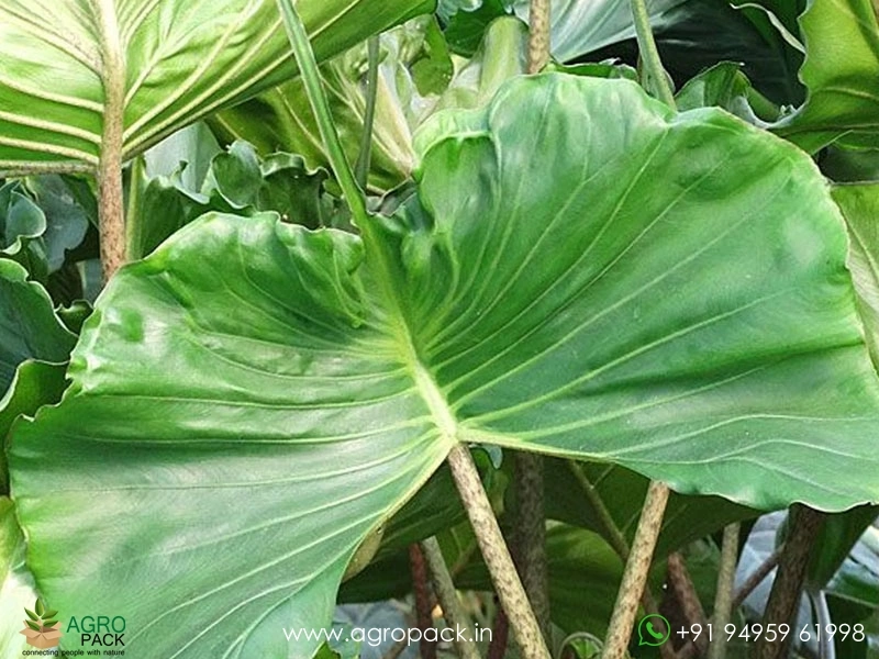 Alocasia-Stingray3