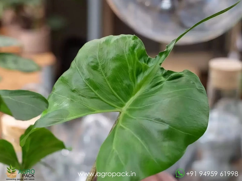 Alocasia-Stingray4