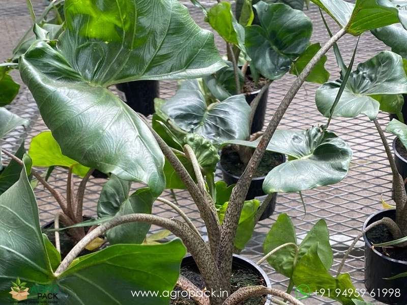 Alocasia-Stingray5