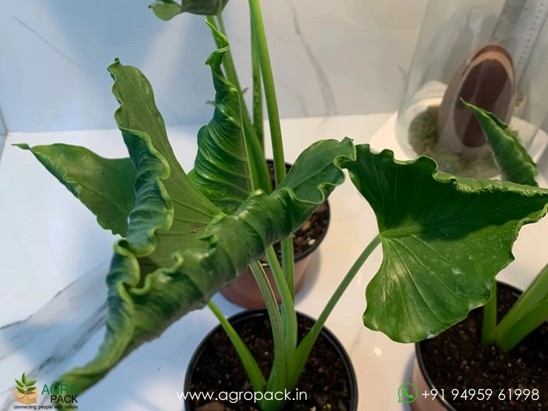 Alocasia-Triangularis2