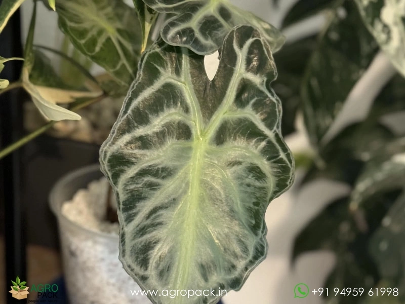 Alocasia-Venom1