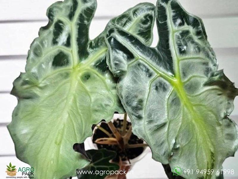 Alocasia-Venom3