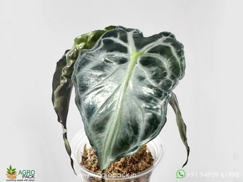 Alocasia-Venom4