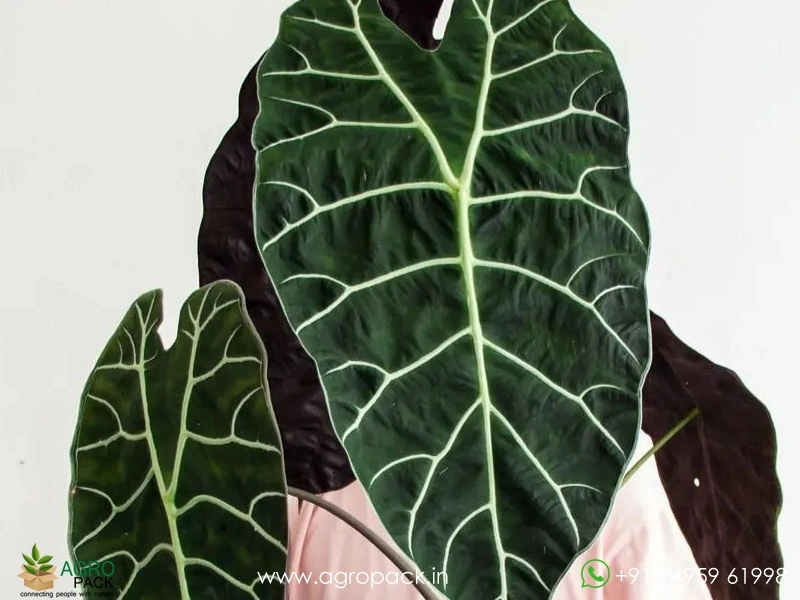 Alocasia-Watsoniana1