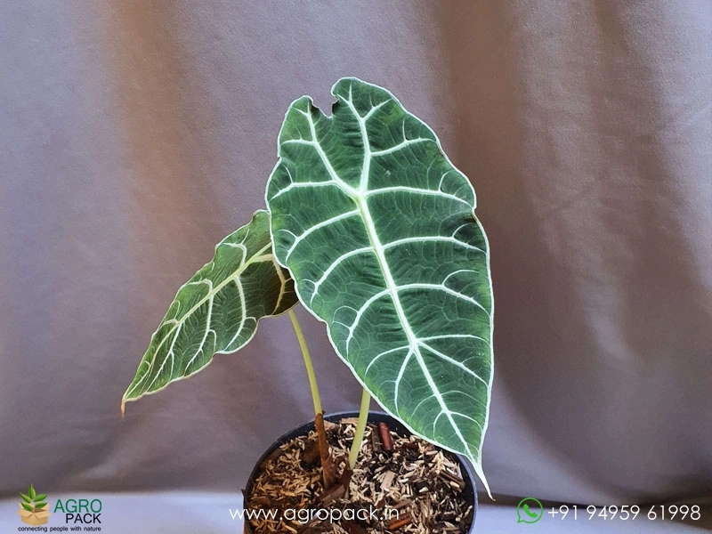 Alocasia-Watsoniana3