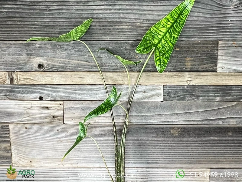 Alocasia-Zebrina-Reticulata1