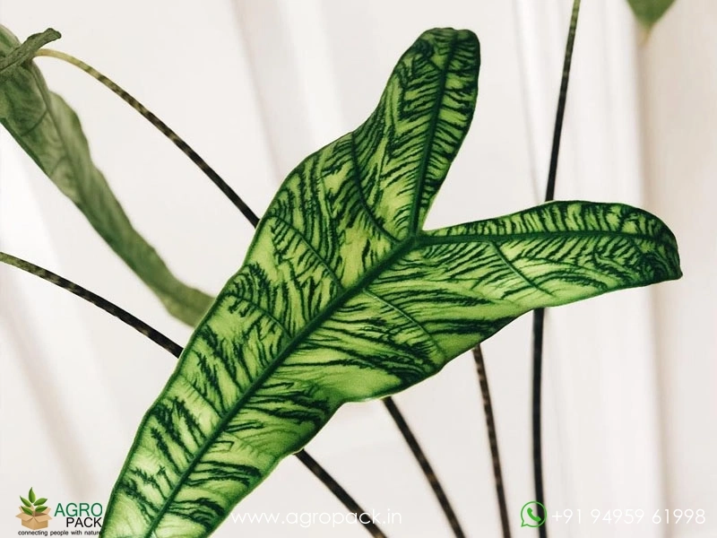Alocasia-Zebrina-Reticulata3