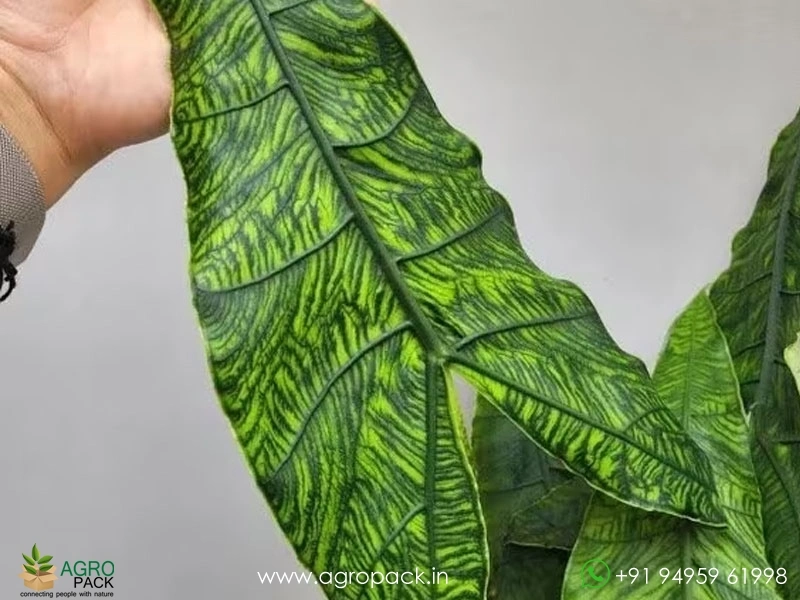 Alocasia-Zebrina-Reticulata4
