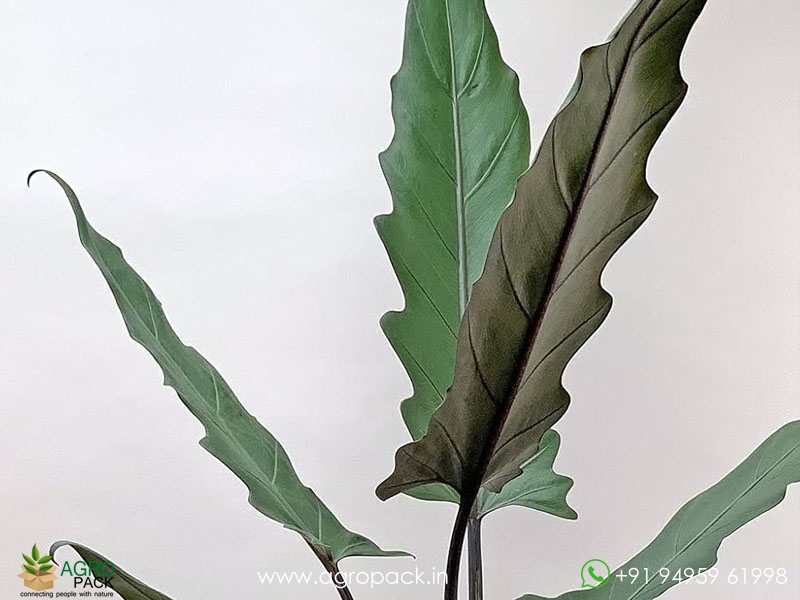 Alocasia-lauterbachiana2