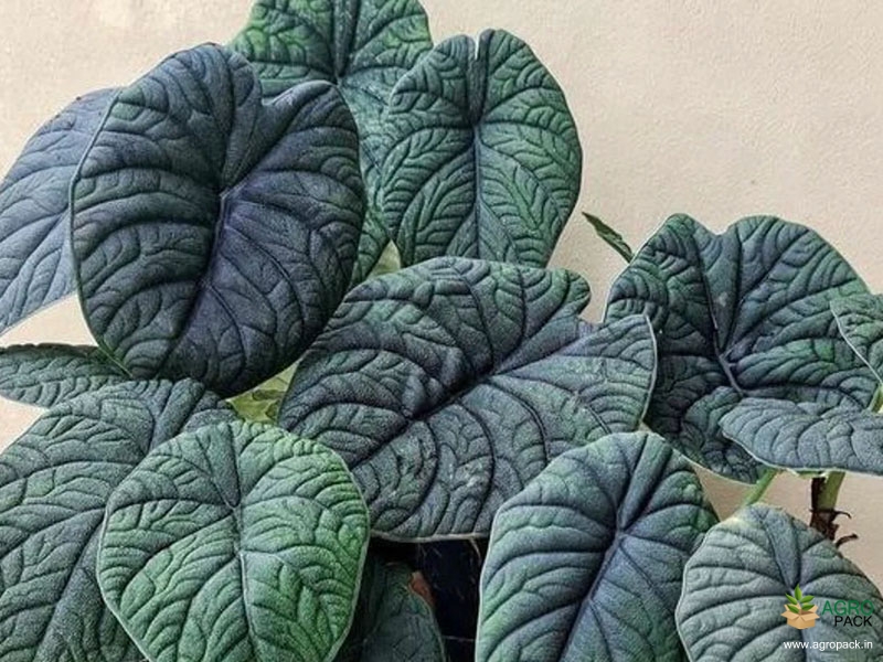 Alocasia-melo1