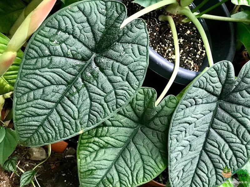 Alocasia-melo2
