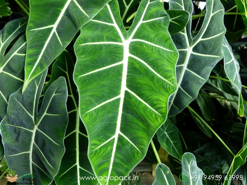 Alocasia-micholitziana-Frydek1