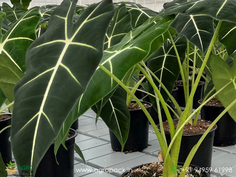 Alocasia-micholitziana-Frydek2