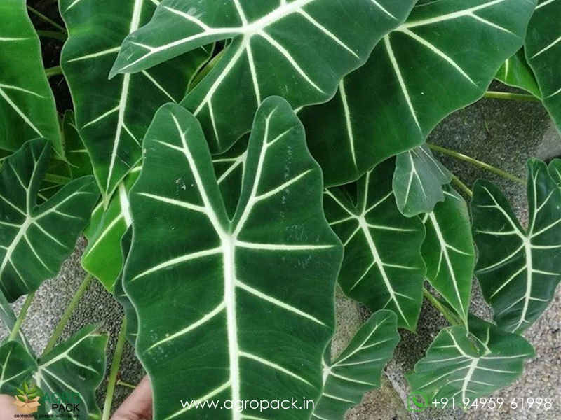 Alocasia-micholitziana-Frydek3
