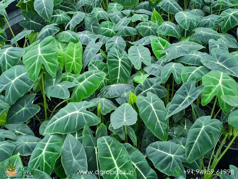 Alocasia-micholitziana-Frydek4