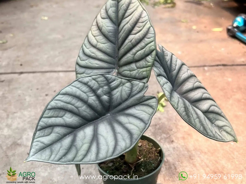 Alocasia-nebula1