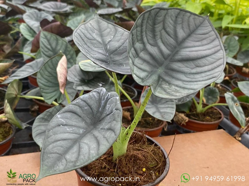 Alocasia-nebula2