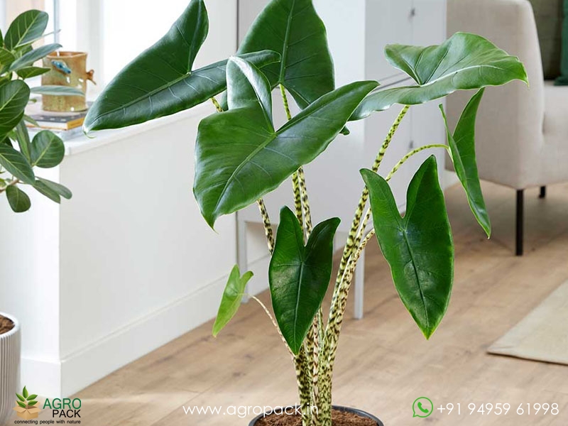Alocasia-zebrina1
