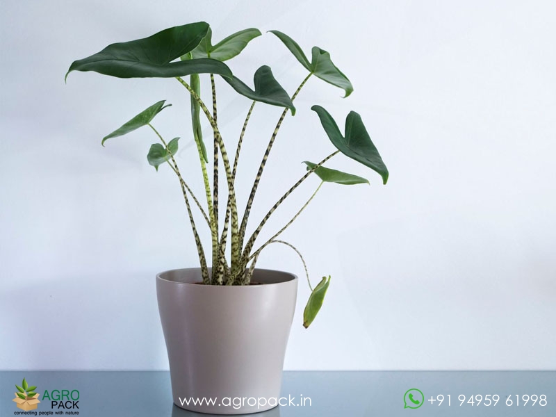 Alocasia-zebrina3