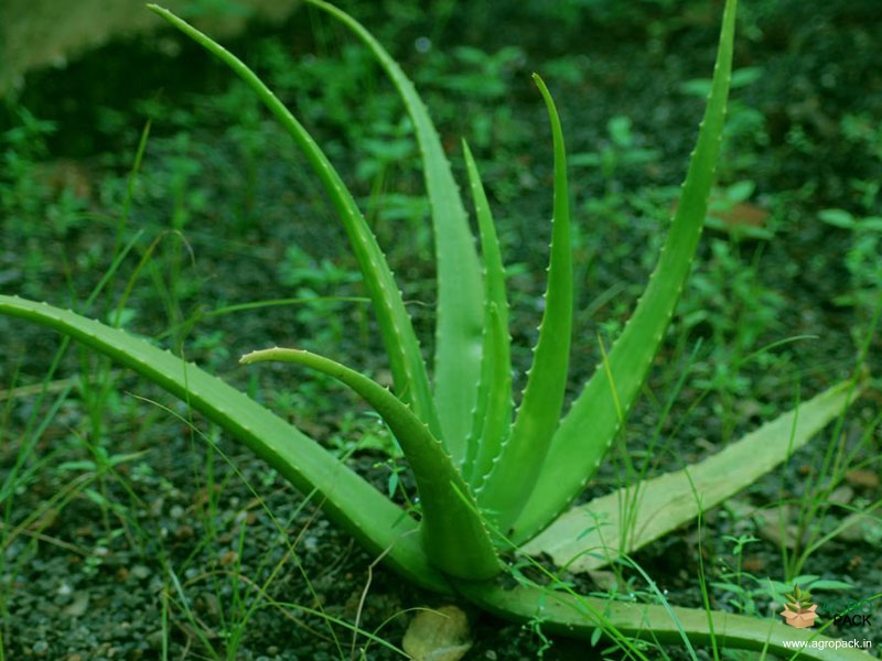 Aloe-Vera2