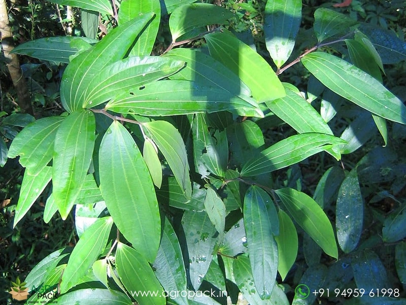 Alpam-Thottea-siliquosa2