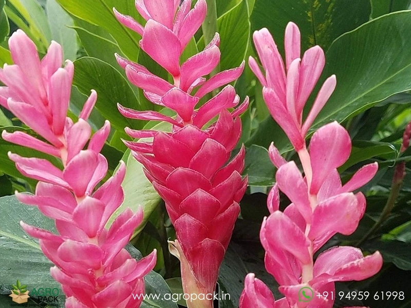Alpenia-Red-Pink-&-White6