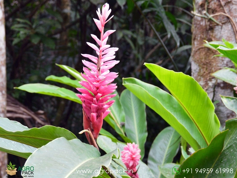 Alpinia-Pink-Ginger3