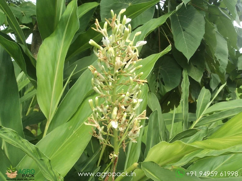 Alpinia-galanga-wild-ginger1