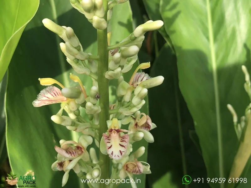 Alpinia-galanga-wild-ginger2