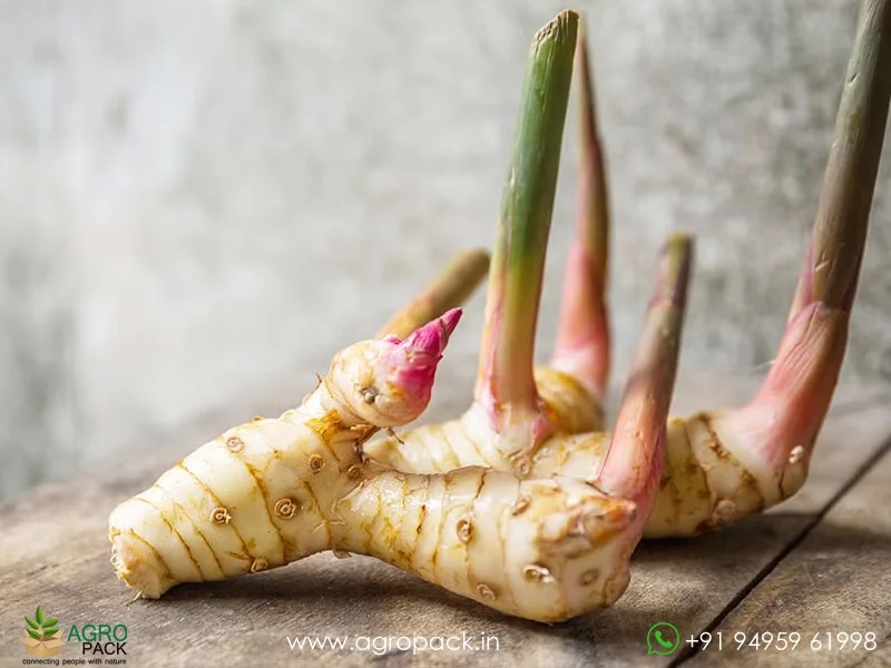 Alpinia-galanga-wild-ginger3