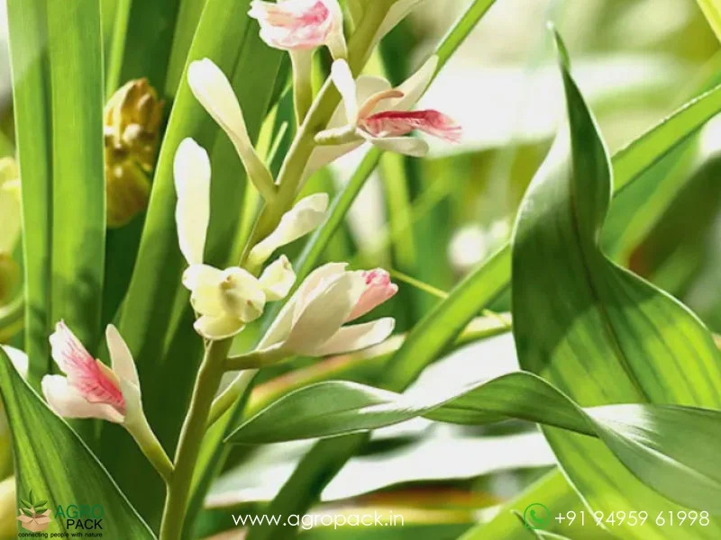 Alpinia-galanga-wild-ginger4