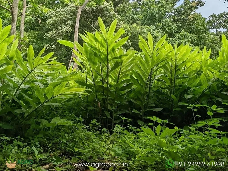 Alpinia-galanga-wild-ginger5